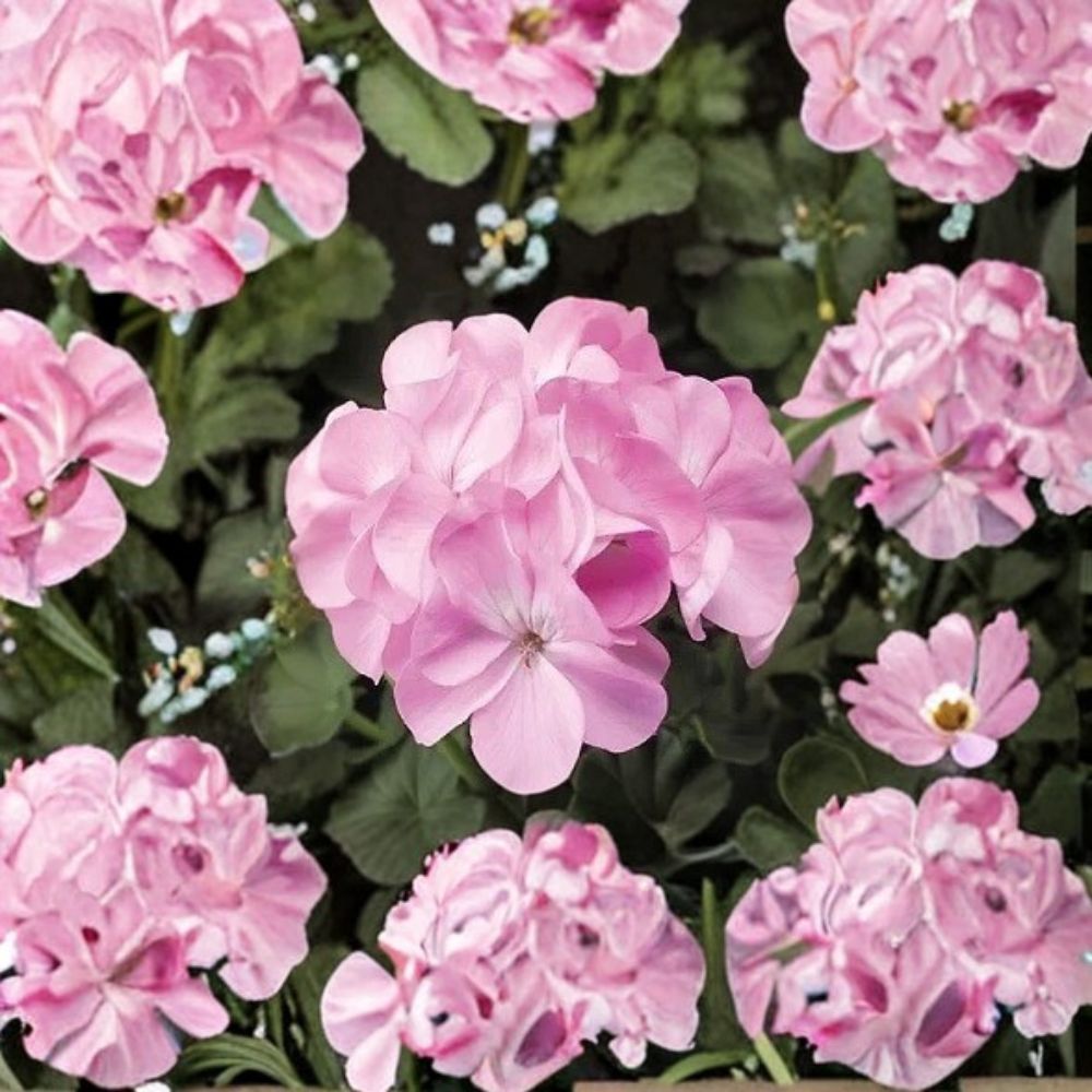 Geranium Pinto Premium Lavender – Pelargonium Seeds | 1,000 Seeds | Pale Pastel Lavender Blooms | Vigorous Garden Variety | Pot & Landscape Friendly | Easy to Grow