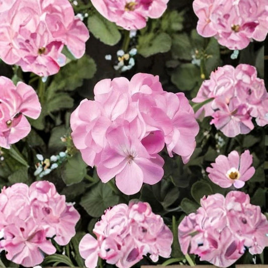 Geranium Pinto Premium Lavender – Pelargonium Seeds | 1,000 Seeds | Pale Pastel Lavender Blooms | Vigorous Garden Variety | Pot & Landscape Friendly | Easy to Grow