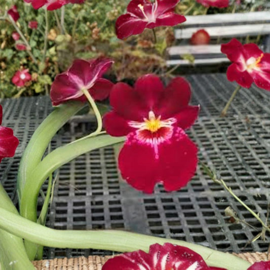 Rare Miltoniopsis Crimson Glow Orchid Live Plant – 4 Inch Pot | Red Fragrant Orchid | Miltoniopsis Bert Field Crimson Glow | Indoor Orchid | Orchid Collector Plant