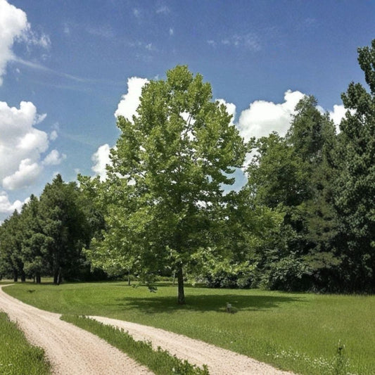 American Sycamore – Platanus occidentalis Live Bare Root Seedlings | Set of 10 | 4–10 Inches Tall | Native Shade Tree