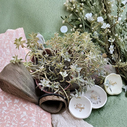 Graptopetalum paraguayense Ghost Plant – Live Succulent | 2 Inch Pot | Fully Rooted | 1 Head | Pink Purple Green Foliage | Easy Care