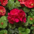 Pinto Premium Violet Geranium Plants – 6 Live Plug Plants | Vibrant Pelargonium Annual Flowers | Patio & Garden Ready