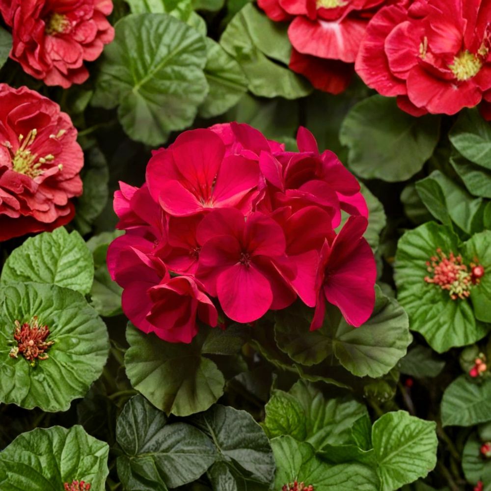 Pinto Premium Violet Geranium Plants – 6 Live Plug Plants | Vibrant Pelargonium Annual Flowers | Patio & Garden Ready