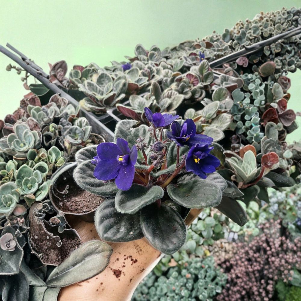 Cobalt Blue / Purple African Violet – Saintpaulia ionantha Live Plant | 4 Inch Pot | Gift Size Houseplant | Easy to Grow