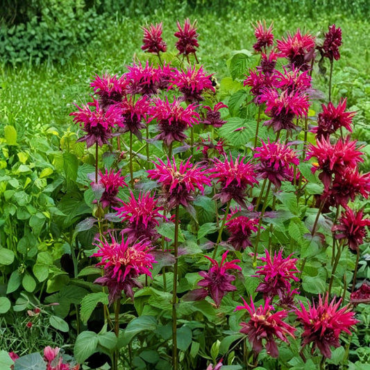 Bee Balm Balmy Purple – 2 Live Potted Plants | Monarda 'Balmy Purple' | Compact Pollinator Perennial