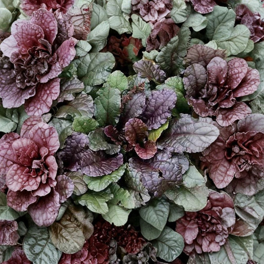 25 Ajuga ‘Bronze Beauty’ Live Plants – Carpet Bugleweed | Purple Flowers | Evergreen Ground Cover | Shade Plant