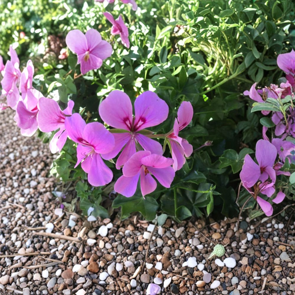 Lavender Ivy Geranium Cuttings – 8 Fresh Pelargonium Cuttings | Continuous Blooming Flower Plant | Indoor & Outdoor Friendly | Easy to Root