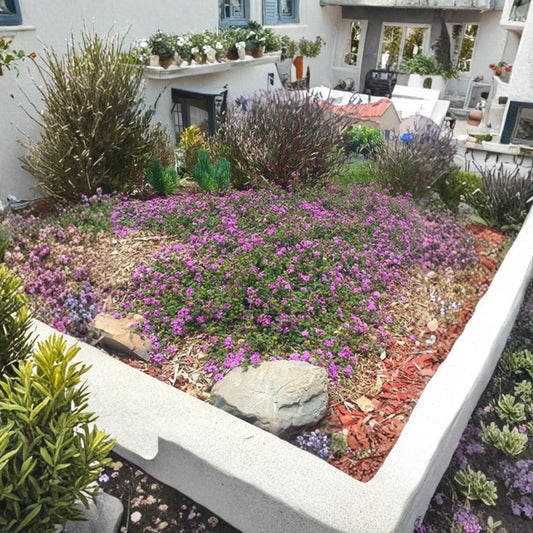 Purple Trailing Lantana – Lantana montevidensis Live Plant | 1 Gallon Pot | Fully Rooted | Drought-Tolerant Groundcover