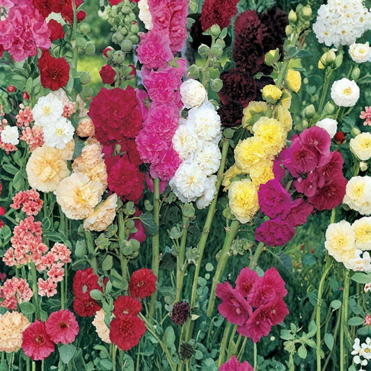 Hollyhock 'Powderpuffs' Mix – 2 Live Bare Root Plants | Alcea rosea | Colorful Cottage Garden Flowers