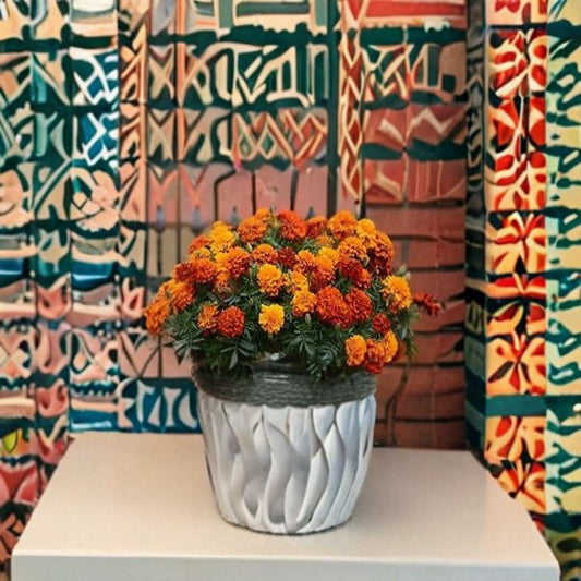 Marigold Fireball – Tagetes Flower Seeds | 500 Seeds | Fiery Color-Changing Blooms | Compact Garden Variety | Pot & Border Friendly | Easy to Grow