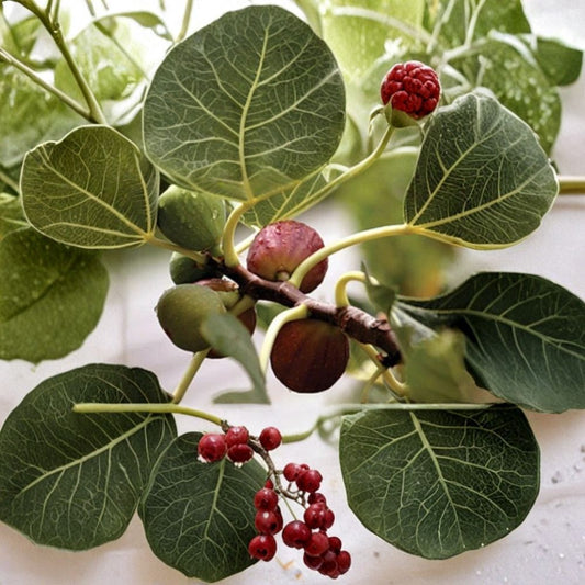 Celeste Fig Live Plant – Ficus carica | Honey Sugar Fig | 3–8" Starter | 3" Pot | Self-Pollinating Fruit Tree | Zones 8–10
