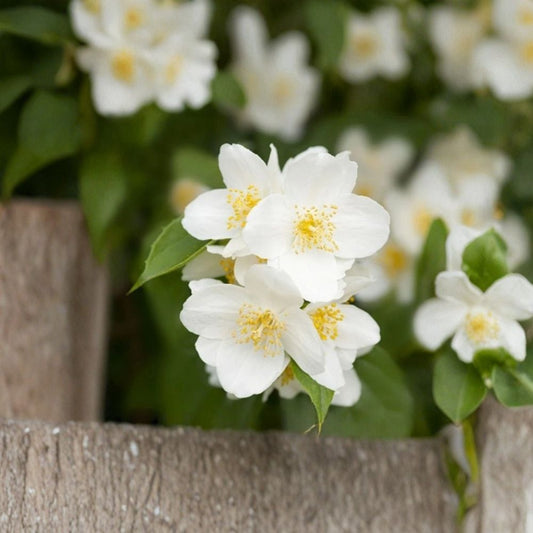 Sweet Mock Orange Live Plant – Philadelphus coronarius | 12–24" Bare Root Shrub | Fragrant White Blooms | Hardy Garden Plant