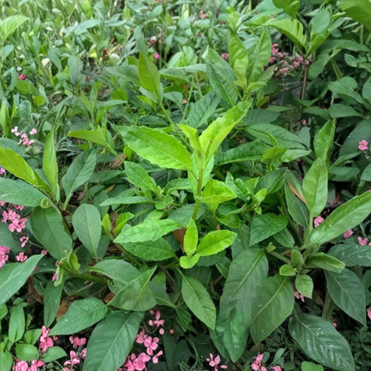 Set of 2 Longevity Spinach Live Plants – 4–6 Inches Tall | Gynura procumbens | Edible Perennial Herb | No Pot | Fast Growing | Container & Garden Friendly