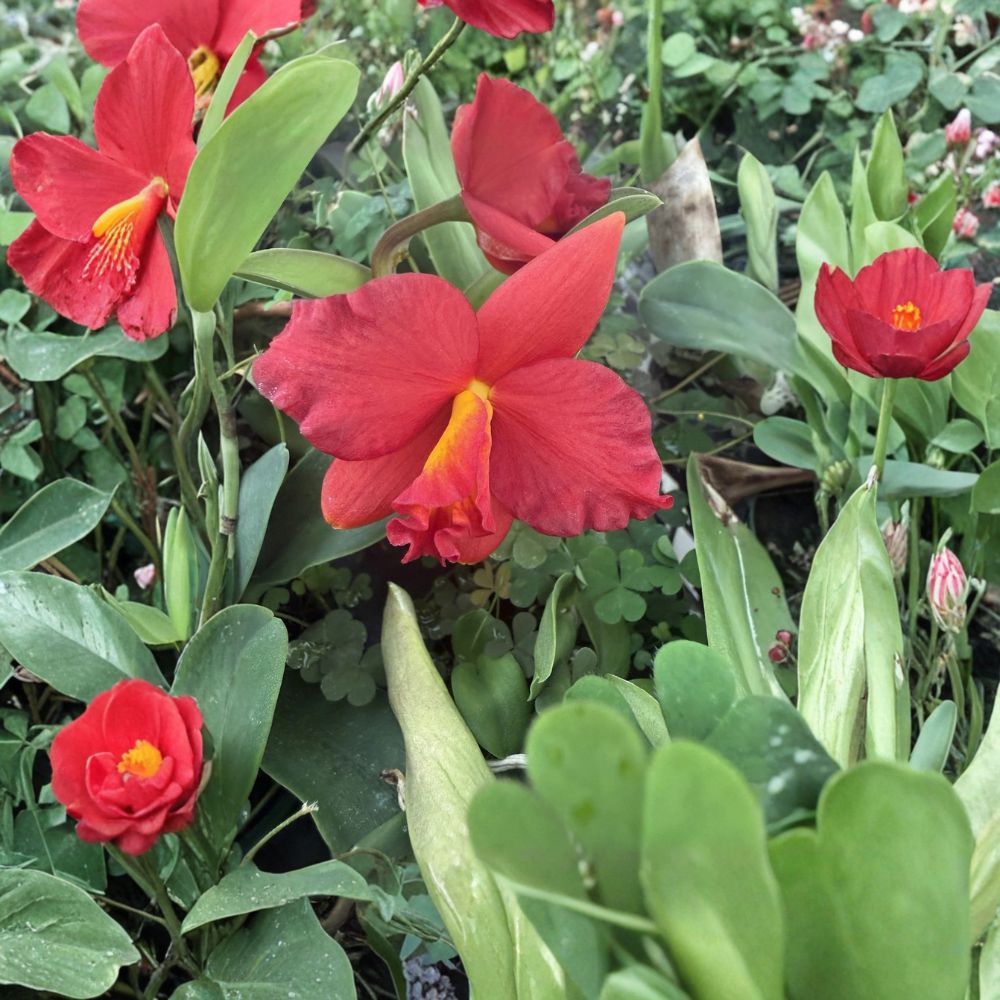 Red Cattleya Orchid – Live Bare Root Division | 2-Stem Orchid Plant | No ID Variety | Tropical Flowering Orchid | Collector's Plant