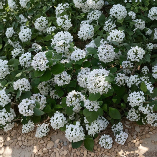 Koreanspice Viburnum – Viburnum carlesii Live Plant | 1 Gallon Pot | Fragrant Pink & White Flowers | Hardy Flowering Shrub | Zones 4–8