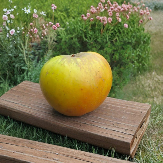 Antonovka Apple Tree – Live Rooted Fruit Tree | Cold Hardy Apple Variety | Sweet Tart Green Yellow Apples | Zones 3–8