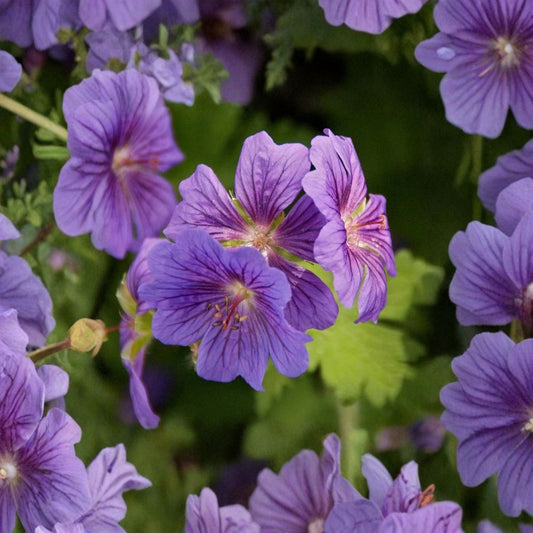 Geranium pratense ‘Purple Haze’ Seeds – 12+ Hardy Cranesbill Perennial Flower Seeds