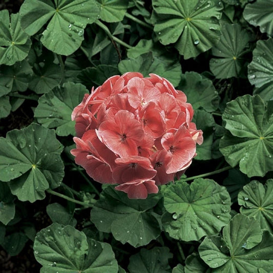 Ringo 2000 Light Salmon Geranium Seeds – 15 Zonal Geranium Seeds | Salmon Flower Garden Plant | Patio & Container Friendly | Easy to Grow