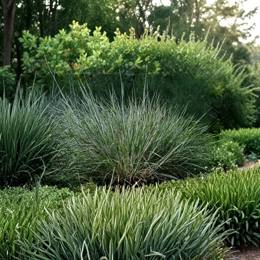 Little Bluestem Grass Live Plant – 1 Gallon Size | Schizachyrium scoparium | Native Ornamental Grass | Bare Root | Drought Tolerant | Full Sun | Zones 3–9