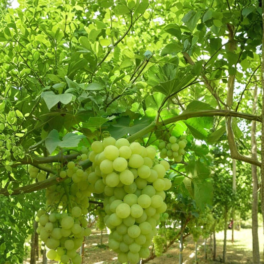 Thompson Seedless Grape Cuttings – Vitis vinifera Live Cuttings | 5 Pack Green Seedless Grapes | DIY Propagation | Grow Your Own Vineyard