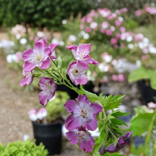 Mottisfont Rose Geranium Seeds – 25+ Premium Pelargonium Flower Seeds | Elegant Rose Garden Blooms