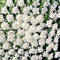 Geranium Multibloom White – Pelargonium Seeds | 1,000 Seeds | Pure White Continuous Blooms | Compact Garden Variety | Pot & Landscape Friendly | Easy to Grow