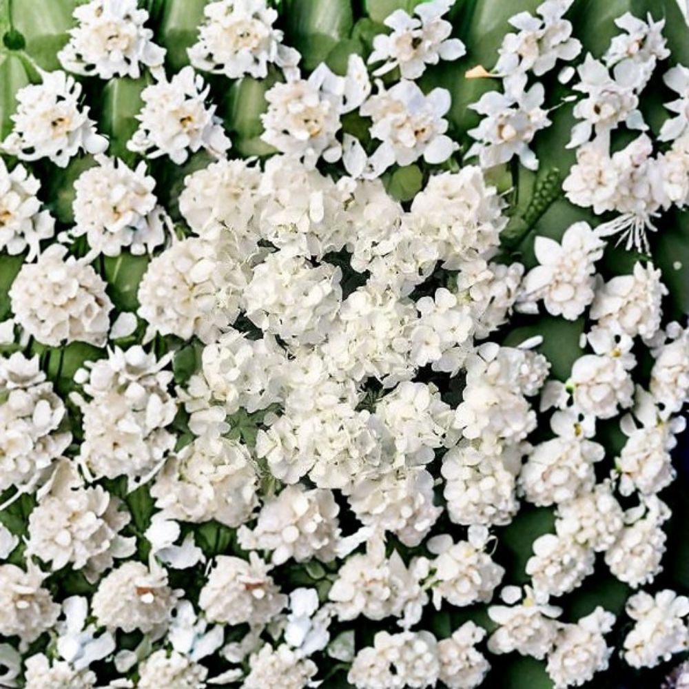 Geranium Multibloom White – Pelargonium Seeds | 1,000 Seeds | Pure White Continuous Blooms | Compact Garden Variety | Pot & Landscape Friendly | Easy to Grow
