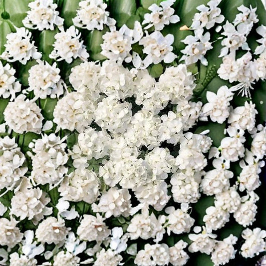 Geranium Multibloom White – Pelargonium Seeds | 1,000 Seeds | Pure White Continuous Blooms | Compact Garden Variety | Pot & Landscape Friendly | Easy to Grow