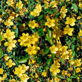 Carolina Jasmine Seeds – 300+ Pack Gelsemium sempervirens | Yellow Jessamine Vine | Fragrant Climbing Plant | Fast Growing Privacy Screen