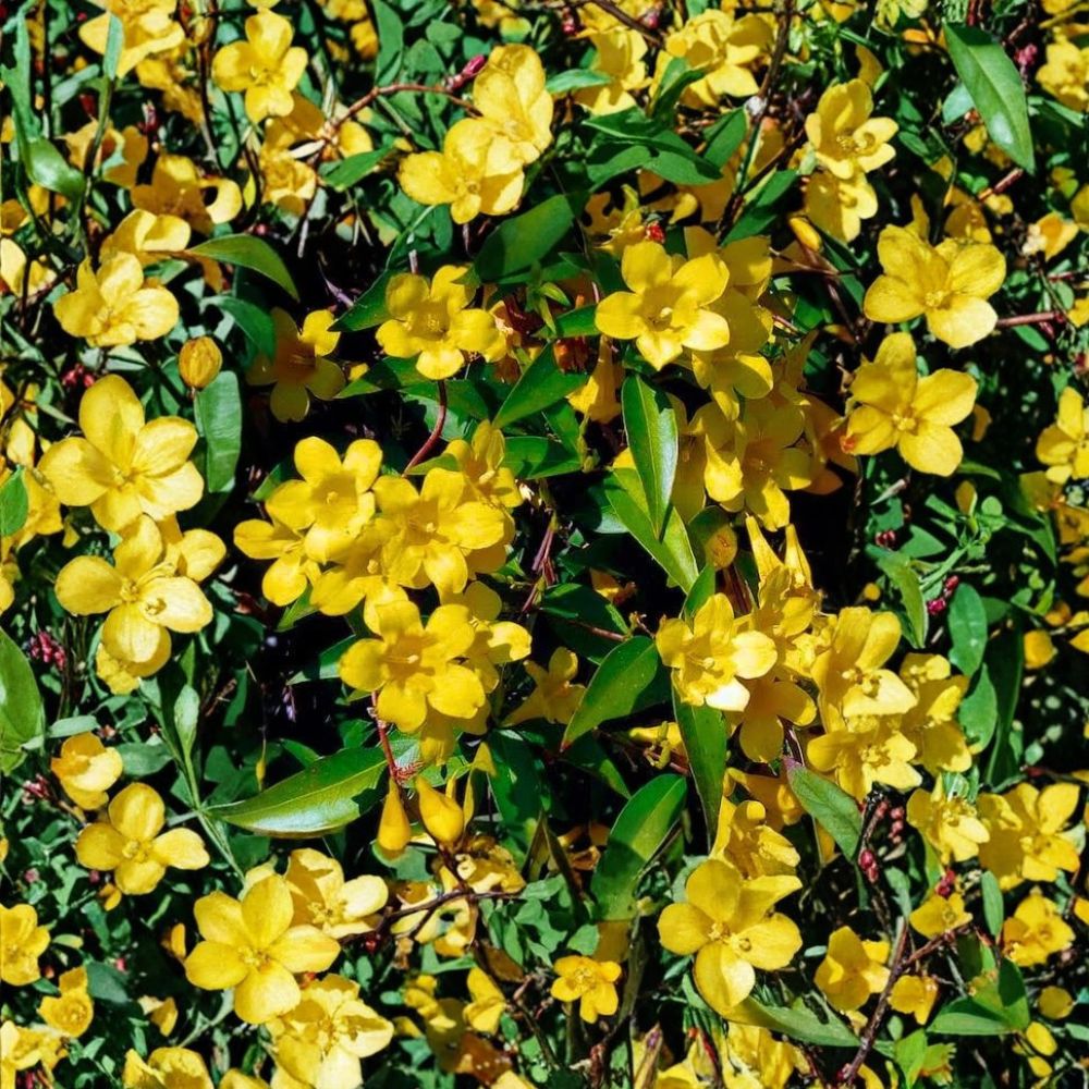 Carolina Jasmine Seeds – 300+ Pack Gelsemium sempervirens | Yellow Jessamine Vine | Fragrant Climbing Plant | Fast Growing Privacy Screen