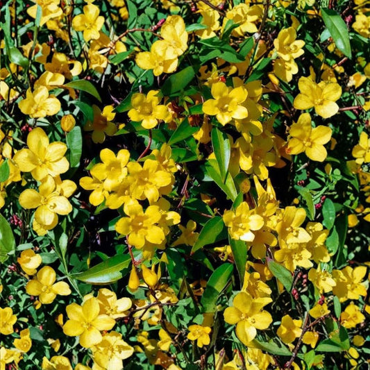 Carolina Jasmine Seeds – 300+ Pack Gelsemium sempervirens | Yellow Jessamine Vine | Fragrant Climbing Plant | Fast Growing Privacy Screen