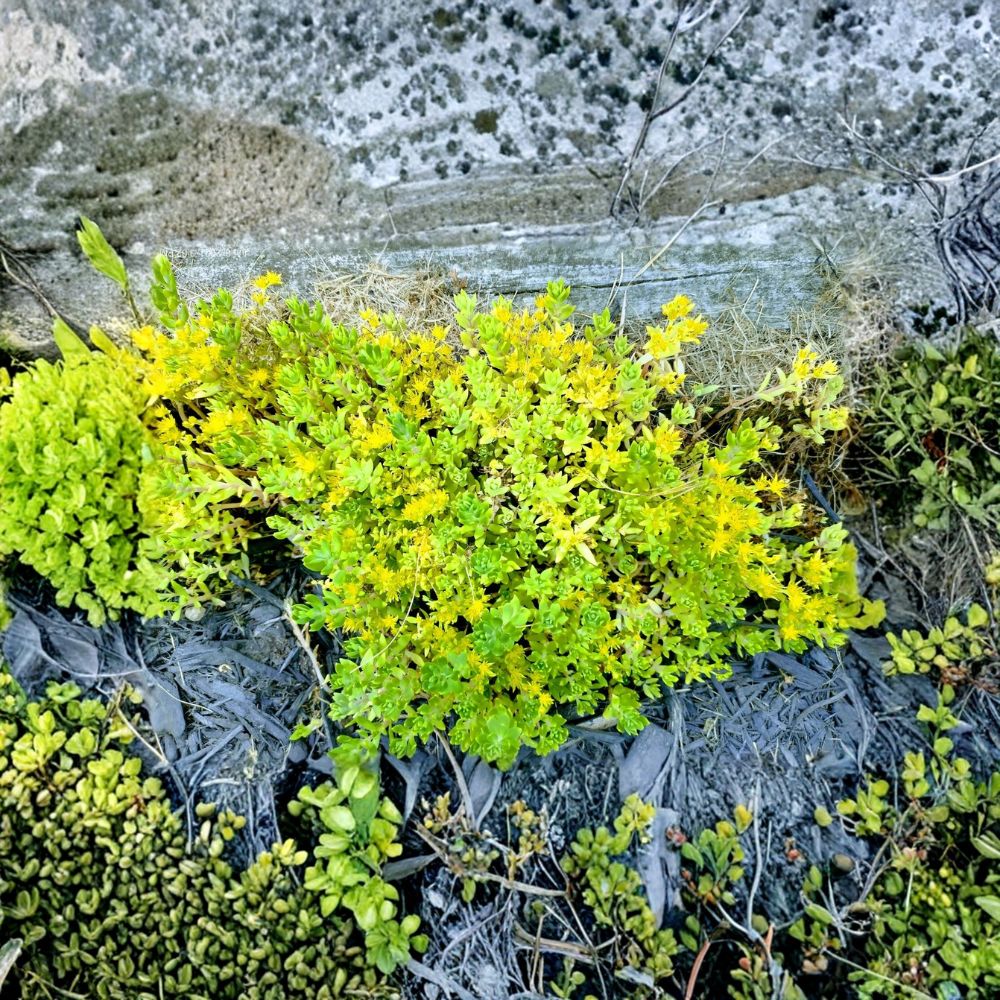 Creeping Sedum – Sedum Live Cuttings | 50 Unrooted Ground Cover Cuttings | Perennial Stonecrop Succulent | Easy to Grow