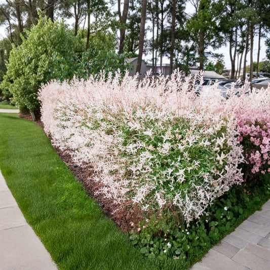 Dappled Willow Live Plants – Set of 2 | Salix integra ‘Hakuro Nishiki’ | 2.5" Pots | Pink White Green Foliage | Ornamental Shrub