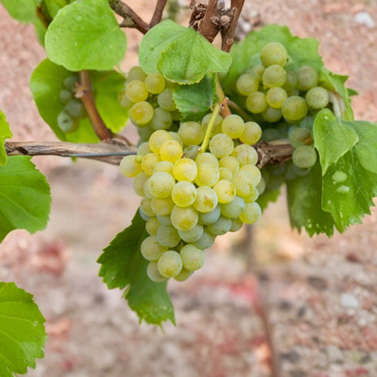 Müller-Thurgau Grape Vine – Live Potted Plant | White Wine Grape Variety | Cold Hardy Vineyard Vine | Aromatic Wine Grape | Garden & Trellis Friendly