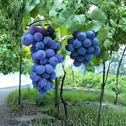 Kyoho Grape Cuttings – Vitis vinifera Live Cuttings | 6 Pack Japanese Giant Sweet Grape | DIY Propagation | 巨峰葡萄