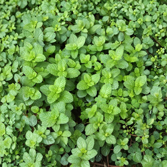Spearmint Mint Cuttings – Mentha spicata Live Unrooted Cuttings | 3 Organic Mint Cuttings for Rooting | Culinary Herb Starter | Easy to Grow