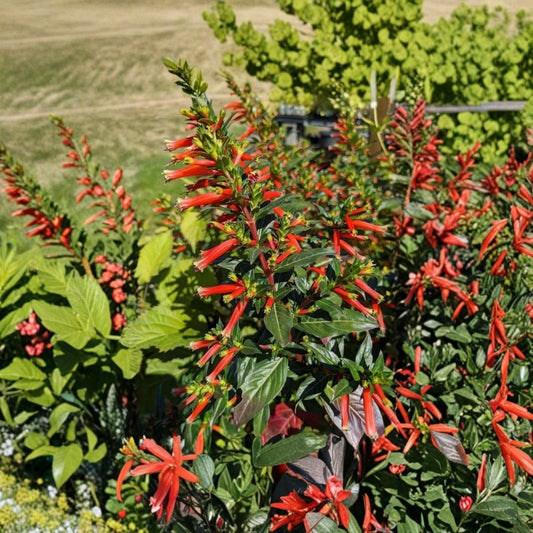 Cuphea Big Cigar Live Plants – 2 Pack | 4–6 Inches Tall | No Pot | Ornamental Flowering Plant | Tubular Blooms | Patio & Garden