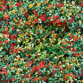 Asiatic Jasmine ‘Ogon Nishiki’ – Trachelospermum asiaticum Live Starter Plant | Variegated Climbing Vine | Groundcover Plant | Fragrant Evergreen