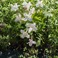 Jasmine Officinale Vine – Live Plant in Quart Pot | Cold Hardy Fragrant Climbing Jasmine | Easy to Grow Trellis Vine