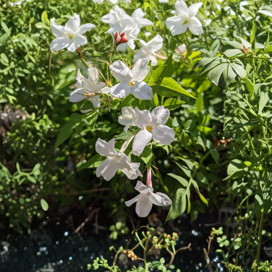 Jasmine Officinale Vine – Live Plant in Quart Pot | Cold Hardy Fragrant Climbing Jasmine | Easy to Grow Trellis Vine