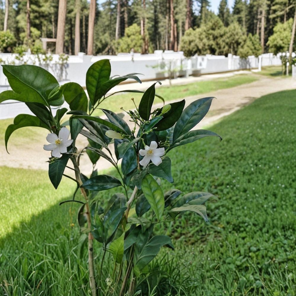 Dwarf Orange Jasmine Seeds – Murraya paniculata Short Variety 5 Pack | Fragrant Compact Shrub | Tropical Evergreen Plant | Indoor Outdoor Growing