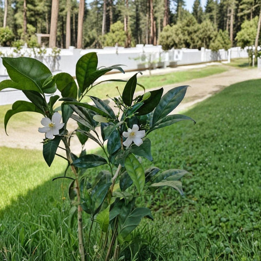 Dwarf Orange Jasmine Seeds – Murraya paniculata Short Variety 5 Pack | Fragrant Compact Shrub | Tropical Evergreen Plant | Indoor Outdoor Growing