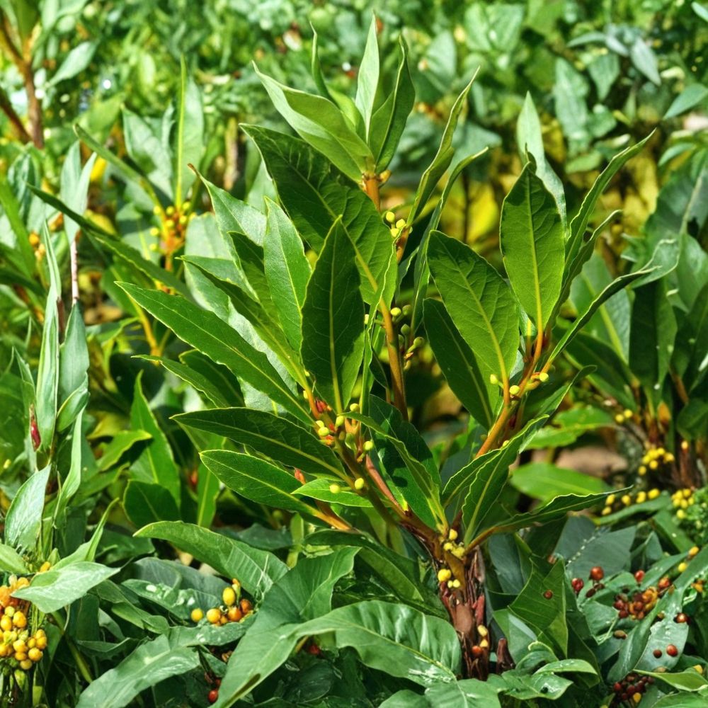 Bay Laurel Tree – Laurus nobilis Live Plant | 1 Year Old Herb Tree | Includes Live Starter | Container & Garden Friendly | Easy to Grow
