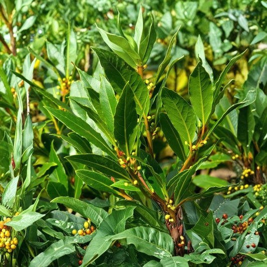 Bay Laurel Tree – Laurus nobilis Live Plant | 1 Year Old Herb Tree | Includes Live Starter | Container & Garden Friendly | Easy to Grow