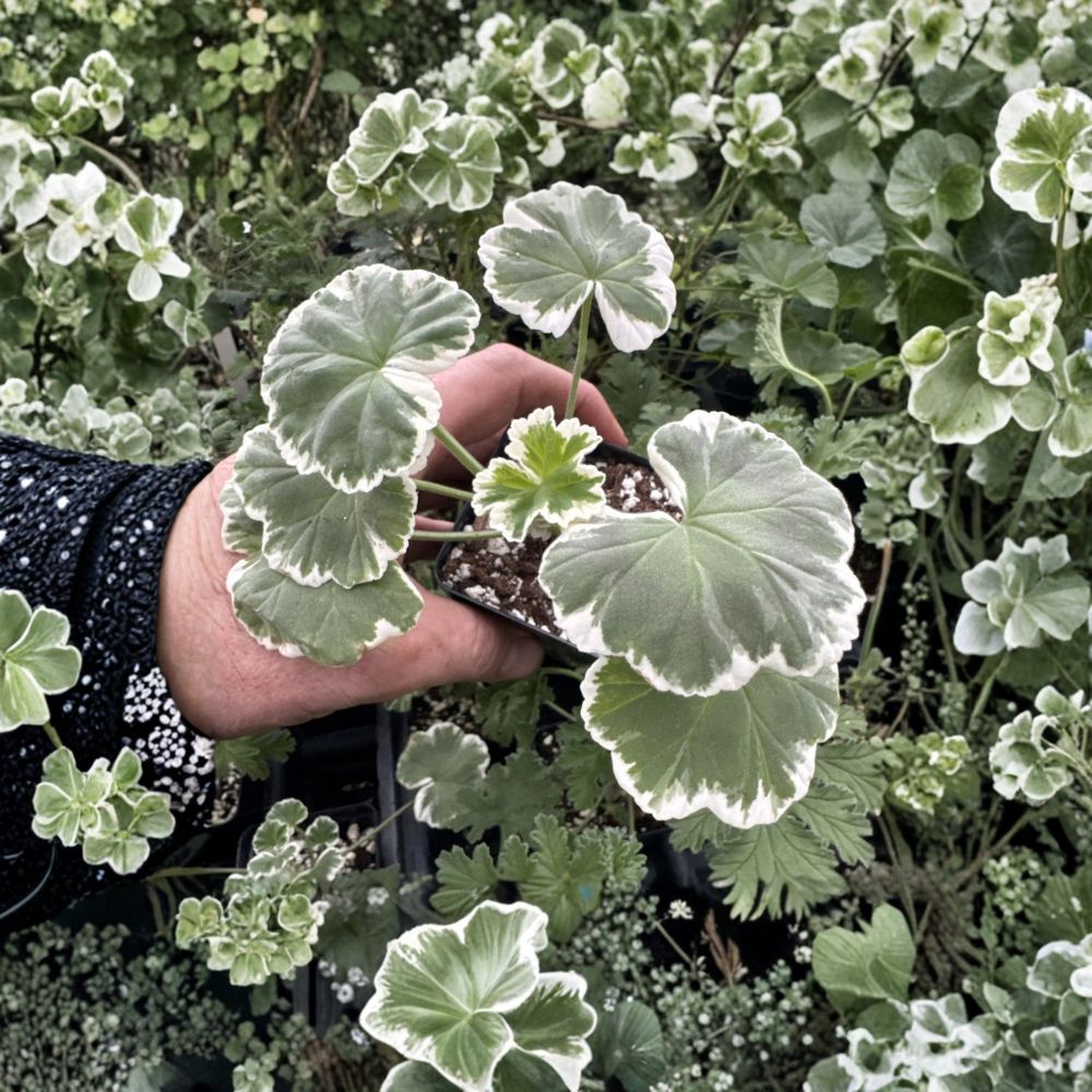 Pelargonium Wilhelm Langguth – Fancy Leaf Geranium Live Plant | Red Double Flowers | Variegated Foliage | Patio & Container Friendly
