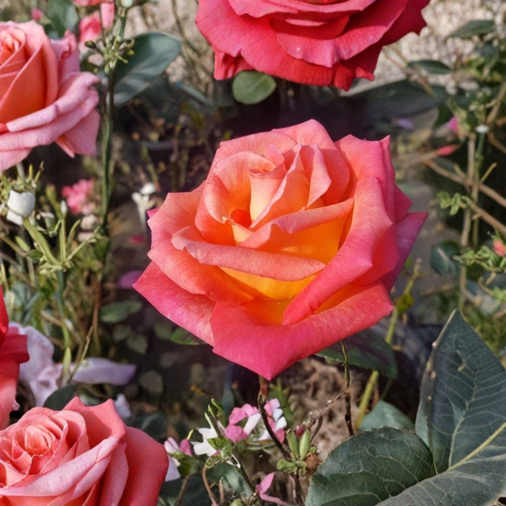 Mikado Hybrid Tea Rose – Scarlet Yellow Live Bush Plant | 2 Gallon Size | Hybrid Tea Rose Shrub | Vibrant Bi-Color Blooms | Easy to Grow Garden Rose