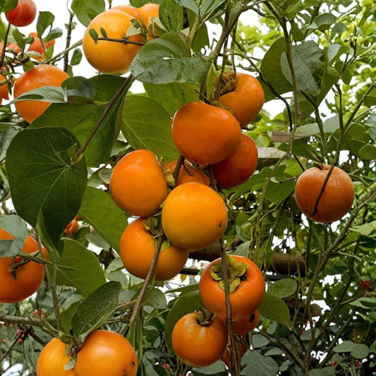 Giant Fuyu Persimmon Tree – Diospyros kaki Live Plant | Large Sweet Non-Astringent Fruit Tree | Japanese Persimmon | Self-Fruitful