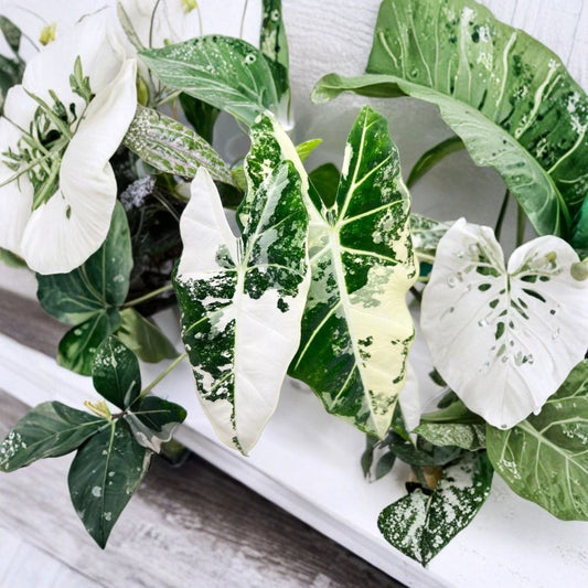 Alocasia Frydek Variegated – Live Plant | 4-Inch Starter | Rare Variegated Elephant Ear | Velvety Foliage | Tropical Aroid Houseplant | Ships Without Pot