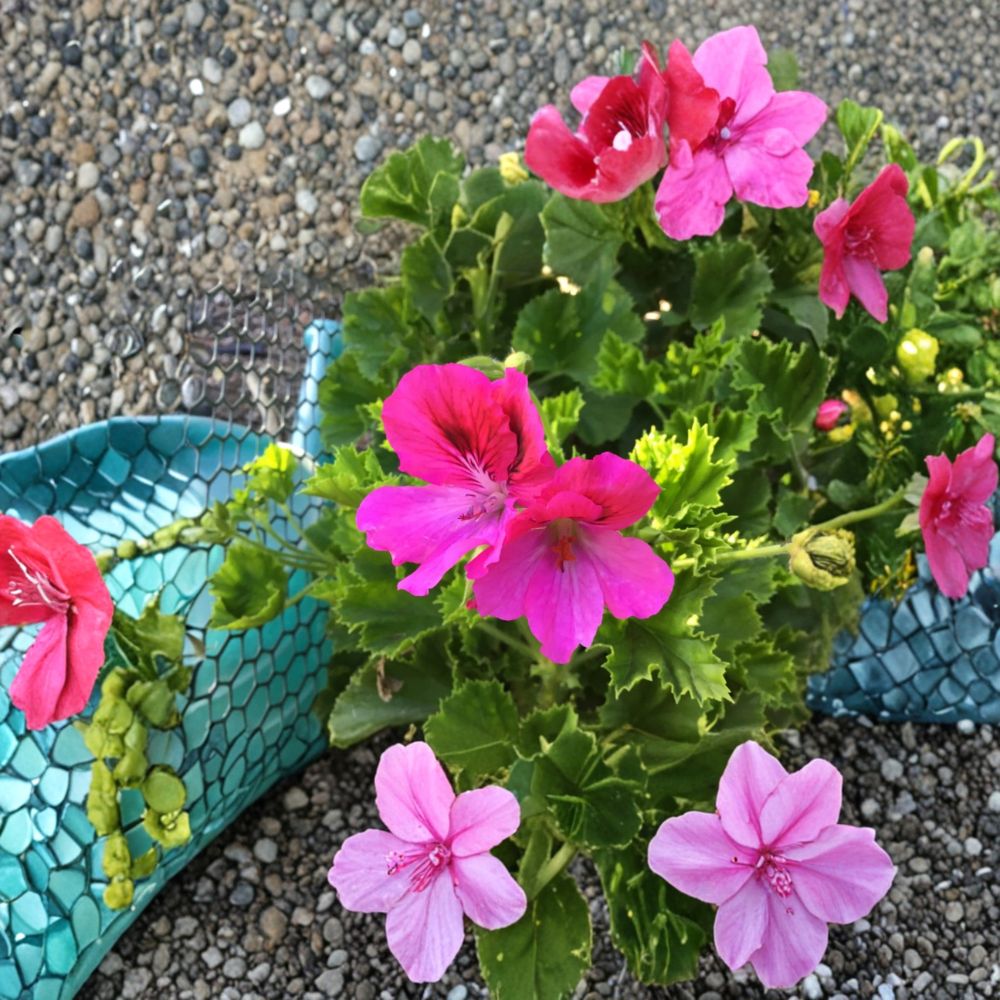 Martha Washington Geranium Cuttings – 6 Fresh Pelargonium Cuttings | Rooting Starter Plants | Colorful Flowering Geranium