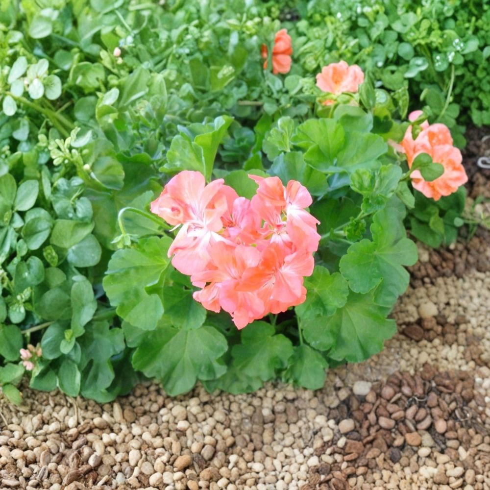 Salmon Pink Ivy Geranium Cuttings – Pelargonium peltatum Live Plant Cuttings | 3 Unrooted 6 Inch Cuttings | Trailing Salmon Pink Blooms | Hanging Basket Friendly | Easy to Grow